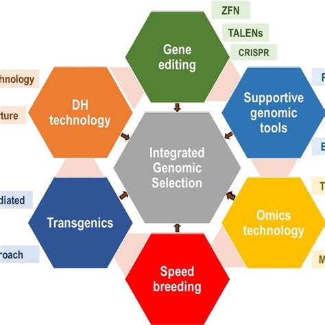 Landmark Achievements In Integrated Genomic Selection IGS In Major