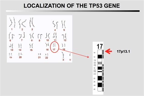 The TP53 Website - The TP53 gene