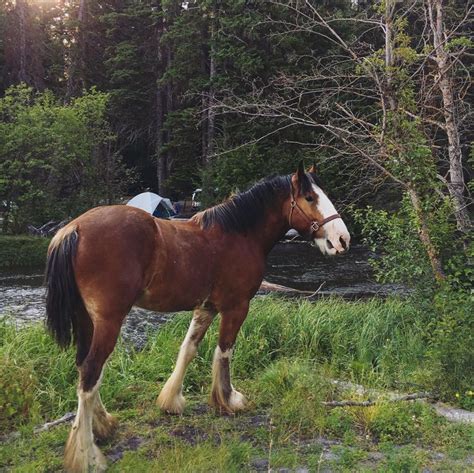 a brown horse standing on top of a lush green field next to a forest ...