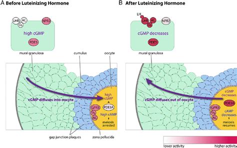 Working Model Of How Lh Signaling Rapidly Decreases Cgmp In The Mural