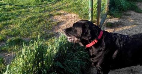 Malnate Contro Le Deiezioni Canine Da Oggi Volontari Al Telefono La