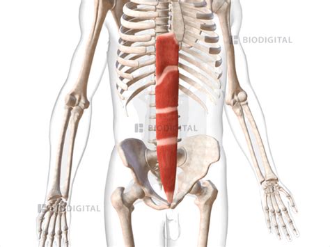 Right Rectus Abdominis Biodigital Anatomy