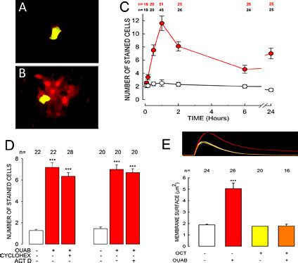 Ouabain 10 NM Promotes GJC Between MDCK Cells Confluent Monolayers