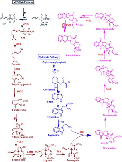 Biosynthetic Pathway