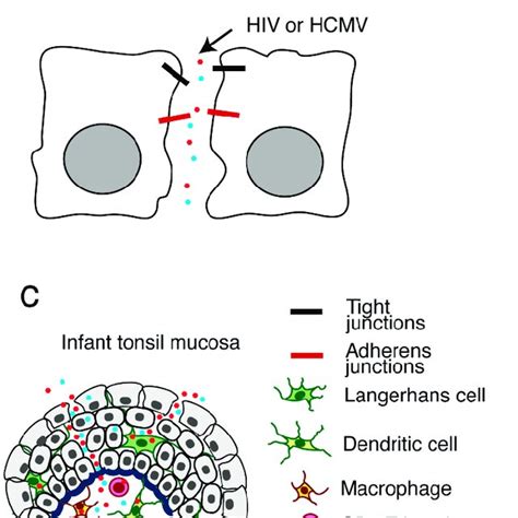 Co Infection Of Tonsil Tissues With Hiv 1 And Hcmv May Amplify Both