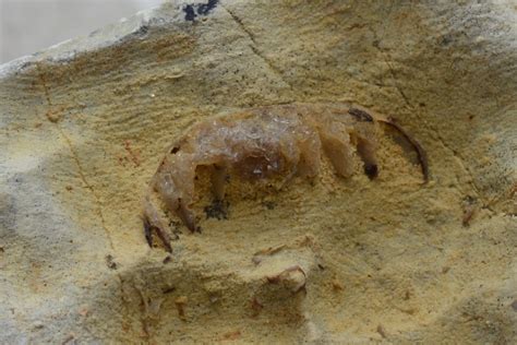 Trilobite? - Fossil ID - The Fossil Forum