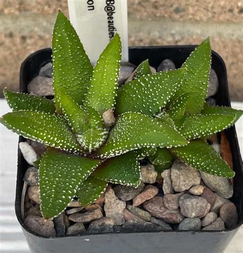 On Sale Haworthiopsis Attenuata F Tanba Plant