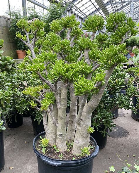 Crassula Ovata Gollum In 2024 Mediterraner Garten Japanischer