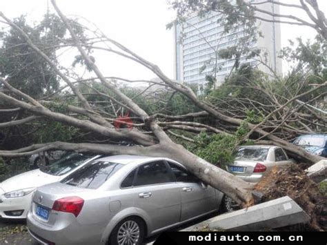 车被树砸了保险公司赔不赔？刮风树倒了砸车保险公司赔吗 无敌电动