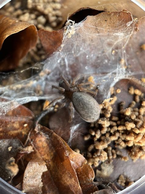 Entelegyne Spiders From For T De Soignes Watermael Boitsfort Watermaal