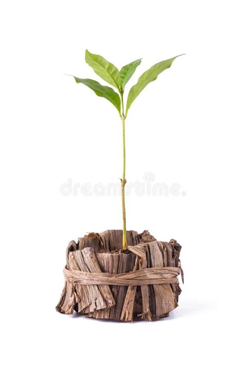 Planta Verde Jovem Plantada Num Contentor Natural Ou Num Vaso Isolado