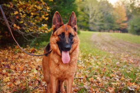 Do German Shepherds Bark A Lot? - AtractivoPets