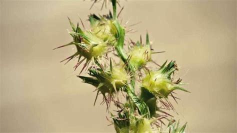 15 Most Common Weeds With Thorns | January 2024 | Just Pure Gardening