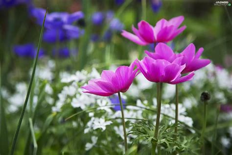 Flowers, Anemones - Flowers wallpapers: 2048x1365