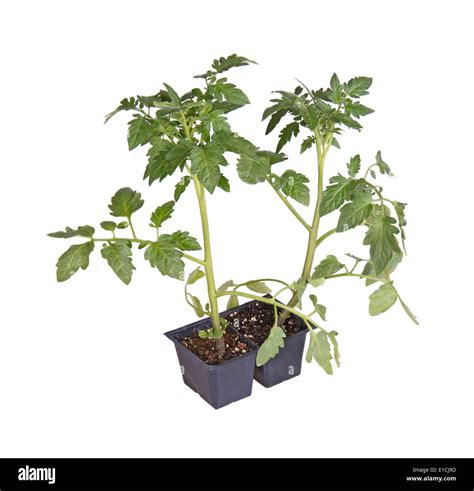 Tomato Seedlings Ready For Transplanting Stock Photo Alamy