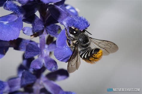 Solitary Bees