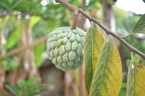 Sugar Apple Tree - Bob Wells Nursery - U.S. Shipping