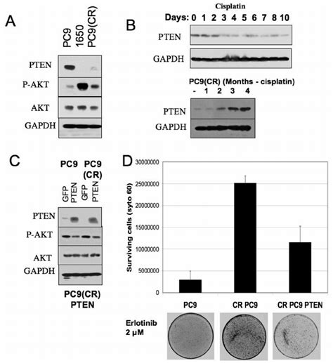 Reduced Erlotinib Sensitivity Following Cisplatin Treatment Is