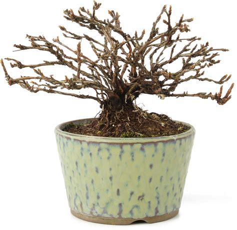 Potentilla Fruticosa Cm Jahre Alt Bonsai Plaza