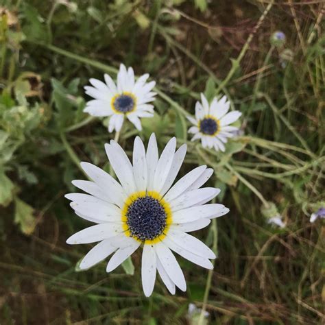 African Daisy Seeds - Arctotis venusta — Annapolis Seeds