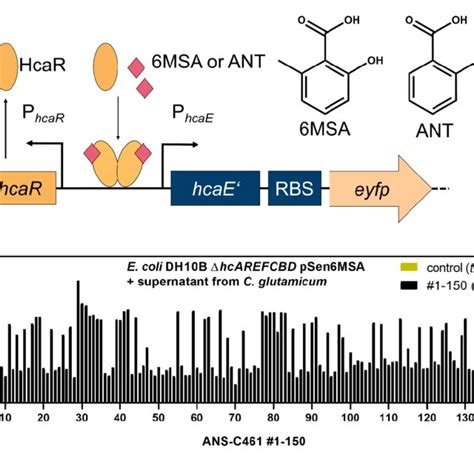 Biosensor Based Screening Of Anthranilate Synthase Libraries A