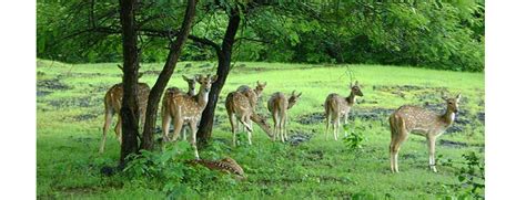 Barnawapara Wildlife Sanctuary in Chhattisgarh: A Perfect Wildlife ...