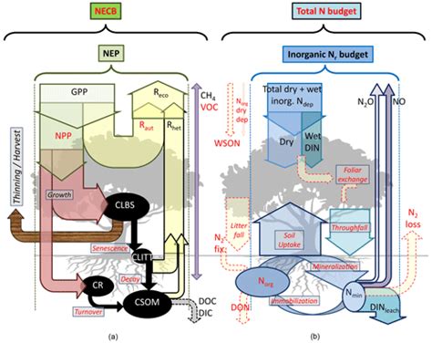 Bg Carbonnitrogen Interactions In European Forests And Semi Natural