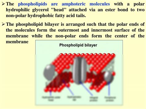 SOLUTION: Bacterial cell membrane - Studypool