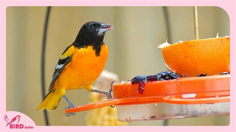 What Do You Put In An Oriole Bird Feeder? Know Everything!