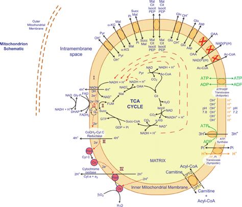 Mitochondrial Schematic Showing Respiration The Citric Acid Cycle And