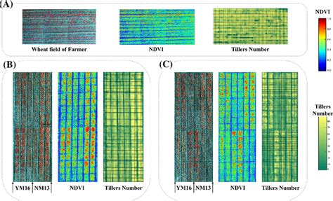 Tillers Number Estimation Results Of Overwintering Period A Wheat Download Scientific Diagram