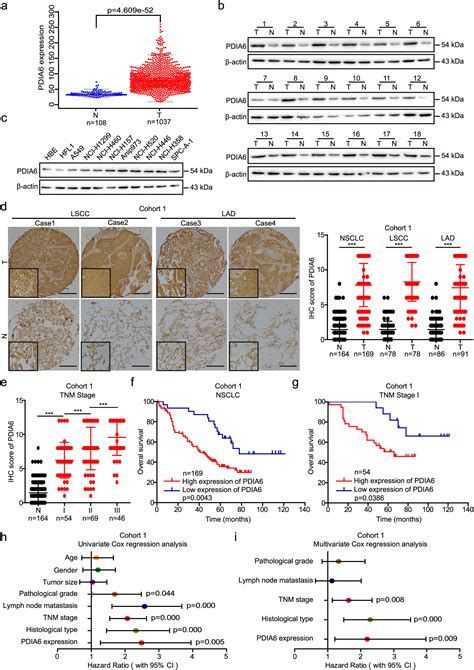 PDIA6 Modulates Apoptosis And Autophagy Of Non Small Cell Lung Cancer