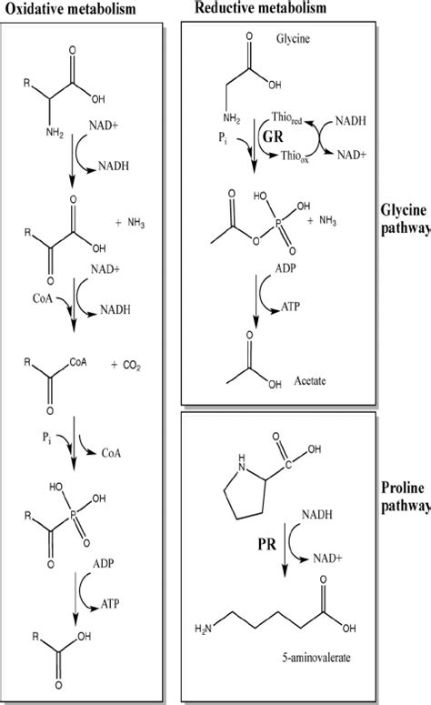 Overview Of Stickland Metabolism Stickland Reactions Couple Oxidation