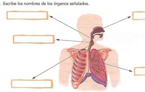 Escribe los nombres de los órganos señalados como X y Y ayiada porfis