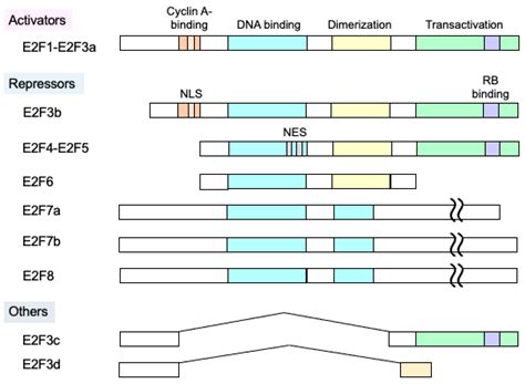 Genes Free Full Text Deregulated E2F Activity As A Cancer Cell