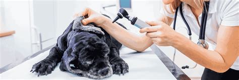 Skin Cancer Lump On Dog: Signs, Diagnosis & Treatment Options