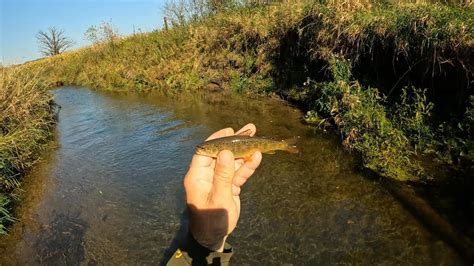 Wisconsin Trout Fishing 1012023 Youtube