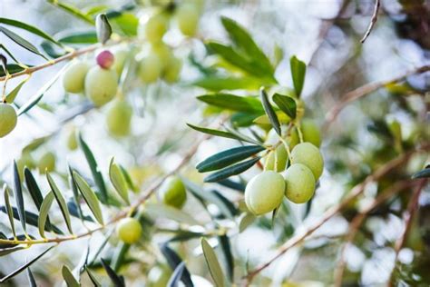 Oderings Garden Centres Gardening Guide How To Grow Olive Trees