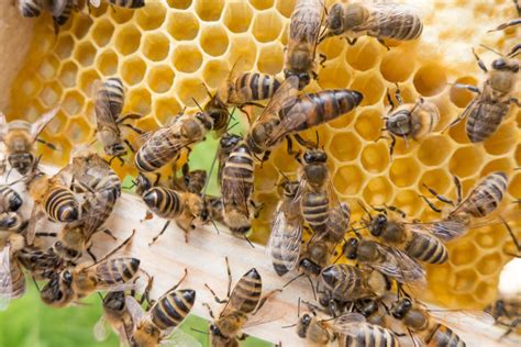 Entenda A Import Ncia Das Abelhas Para O Meio Ambiente