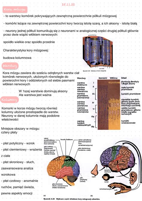 Biologiczne Podstawy Zachowań Budowa mózgu 25 Kora mózgu to