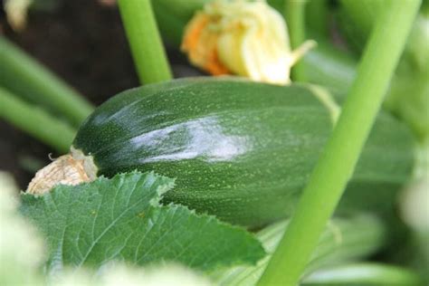 How to Plant Zucchini - Minneopa Orchards