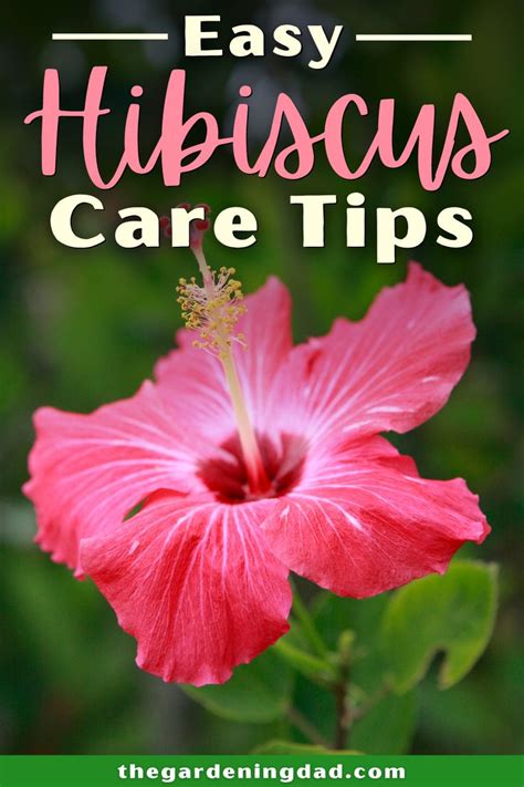 Ultimate Guide To Indoor Hibiscus Care Hibiscus Plant Hibiscus Tree Care Growing Hibiscus