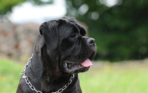 Cane Corso Razza Descrizione Carattere Cuccioli Foto Prezzo