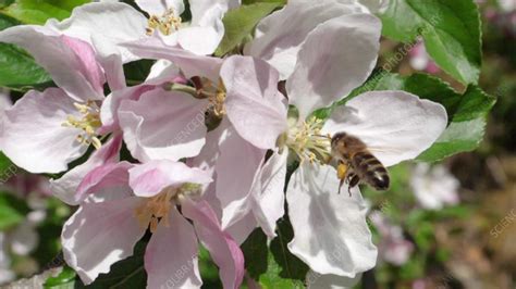 Honey Bee Feeding On Apple Blossom Slo Mo Stock Video Clip K