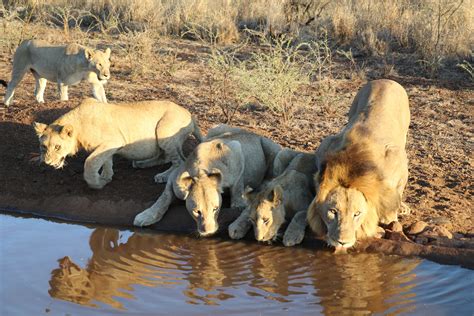 South Africa - Lion Around Africa