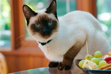 Check Out the Distinct Personality of the Snowshoe Siamese Cat - Cat Appy