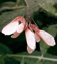 Seed Dispersal