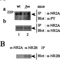 Promotion Of Fyn Mediated Tyrosine Phosphorylation Of Nr A By Psd