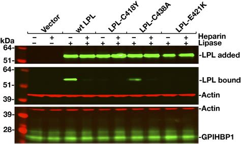 Mutations In Lipoprotein Lipase That Block Binding To The Endothelial