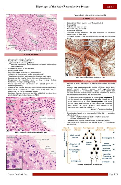 Solution Male Reproductive System Histology Studypool